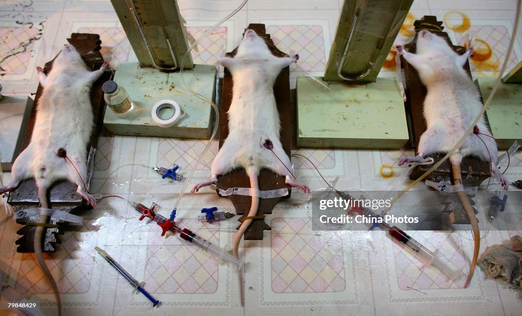 Doctors Carry Out Experiment On Rats In A Hospital Laboratory
