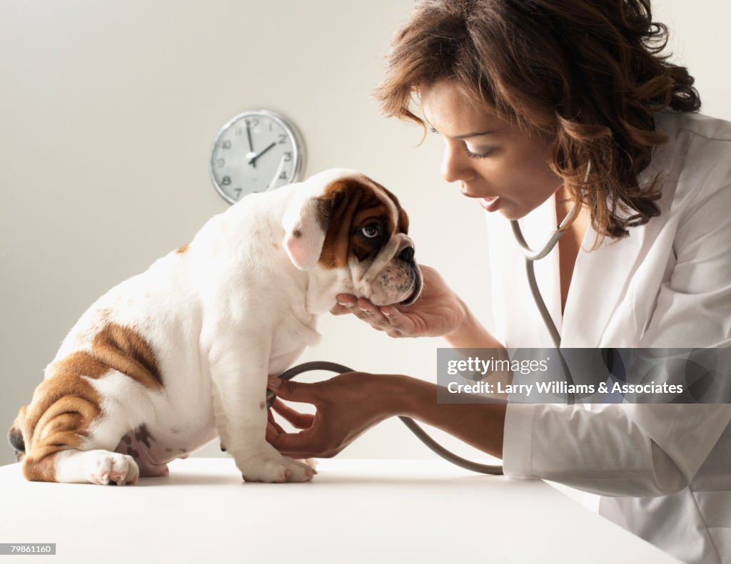 Mixed Race female veterinarian examining puppy