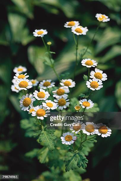 feverfew - chrysanthemum parthenium stock pictures, royalty-free photos & images