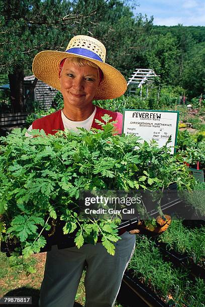 gardener on herb farm carrying feverfew plants - chrysanthemum parthenium stock pictures, royalty-free photos & images