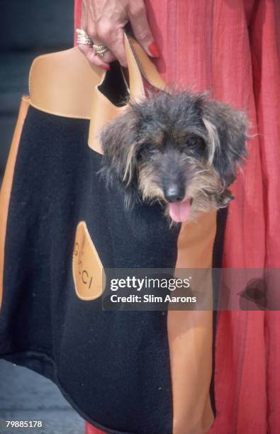 Woman carrying her dog in a Gucci bag, Venice, September, 1978.