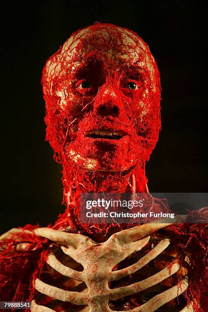 Plastinated cadaver displaying the human arterial sytem is displayed at BODY WORLDS 4 by Professor Gunther Von Hagens at Manchester Museum of Science...