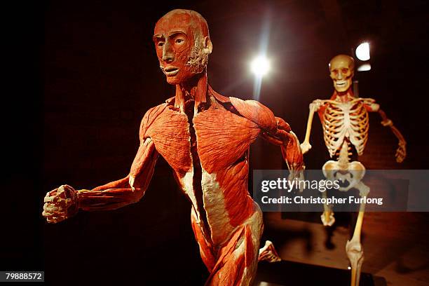 Plastinated cadaver greets visitors to the exhibition BODY WORLDS 4 by Professor Gunther Von Hagens at Manchester Museum of Science and Industry on...