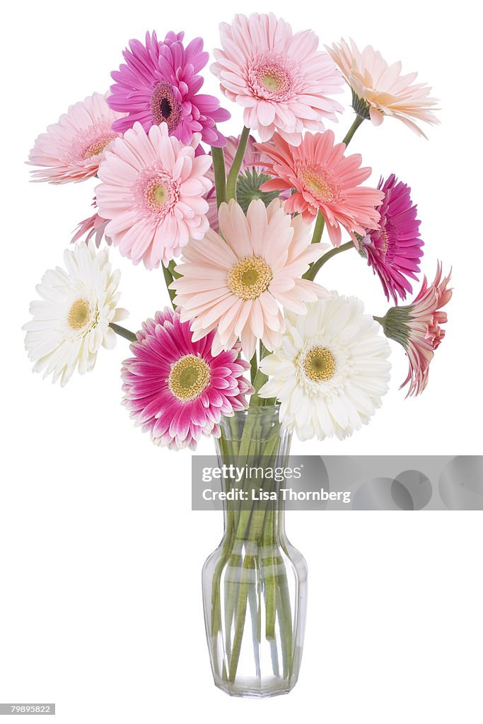A lovely bouquet of pink and white Gerbera Daisies isolated on white.