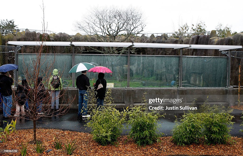 San Francisco Zoo Re-Opens Big Cat Exhibit To The Public