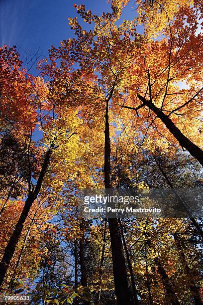 maple trees showing fall colors - canadian maple trees from below stock-fotos und bilder