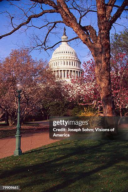 cherry trees and the u.s. capitol - charles bulfinch stock pictures, royalty-free photos & images