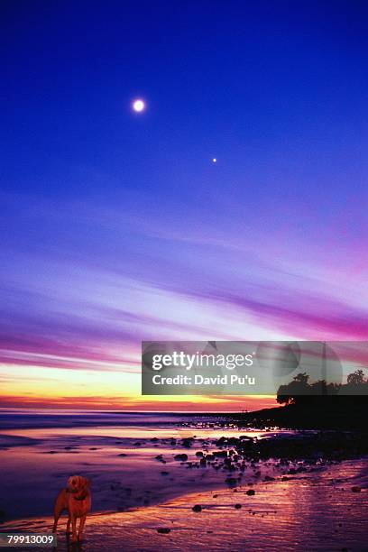 moon shining over a beach at sunset - david puu stock-fotos und bilder