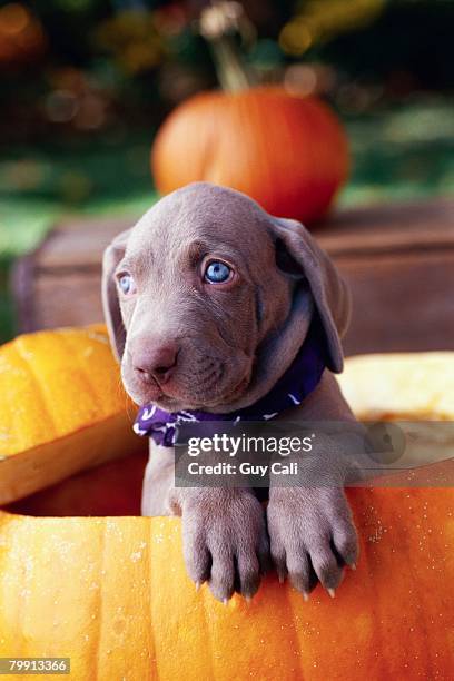 weimaraner puppy inside pumpkin - purple bandanna stock pictures, royalty-free photos & images