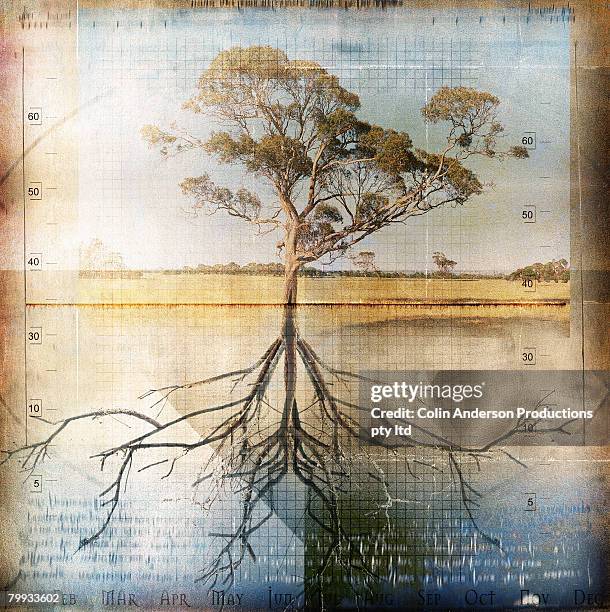 Tree Roots Pdf Tree Root Diagram Photos and Premium High Res Pictures - Getty Images