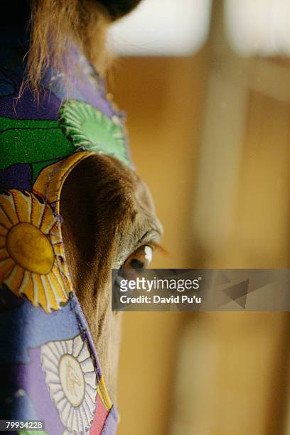 horse wearing mask - david puu stock-fotos und bilder