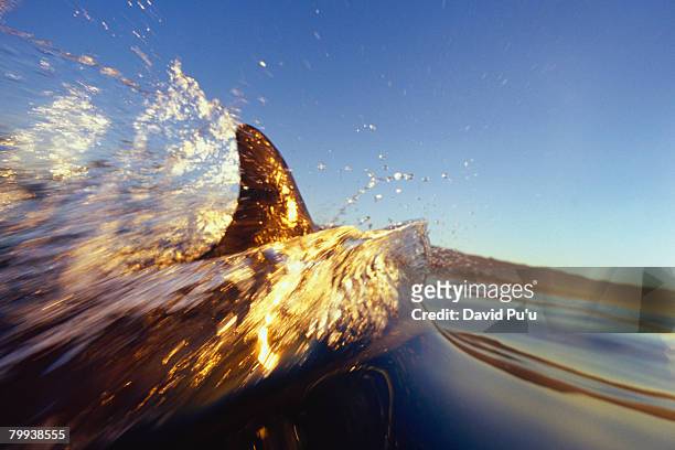 dolphin swimming in ocean - david puu stock-fotos und bilder