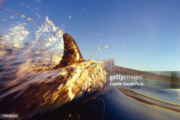 dolphin swimming in ocean - david puu stockfoto's en -beelden