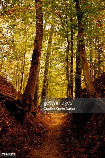 natchez trail through forest - natchez trace parkway stock pictures, royalty-free photos & images