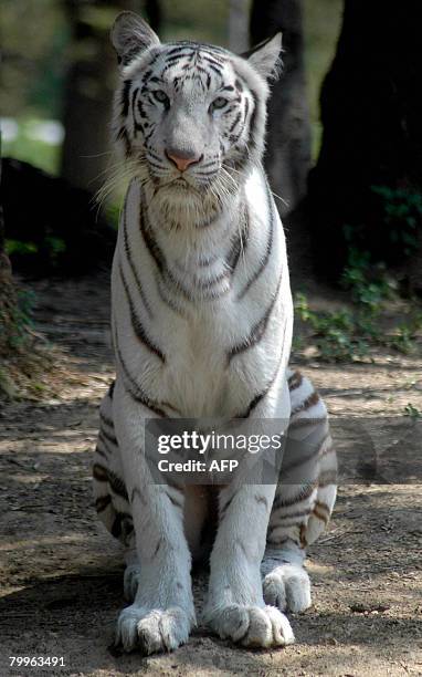 An Indian white tiger looks from within it's enclosure at Nehru Zoological Park in Hyderabad on February 24, 2008. White tigers are individual...