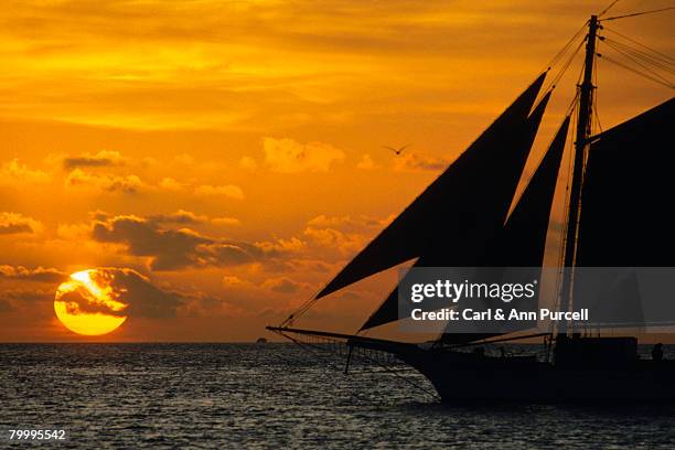 sailboat drifting at sunset - ann purcell stockfoto's en -beelden