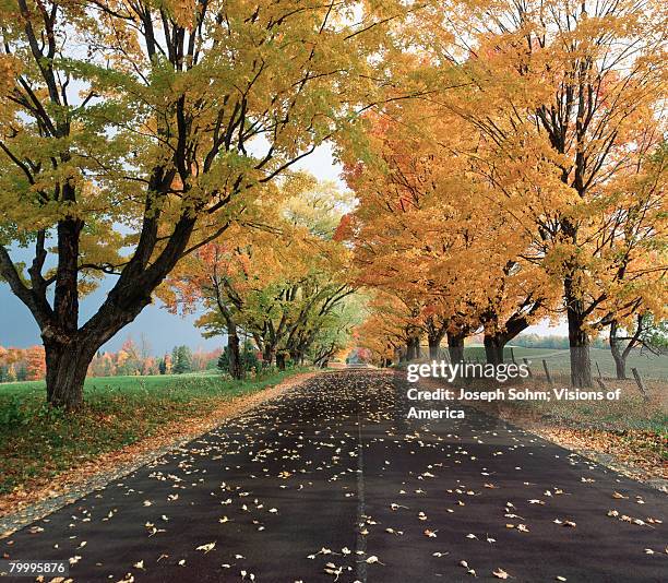 autumn road in new england - comté caledonia photos et images de collection