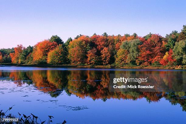 autumn trees at walden pond - concord massachusetts stock pictures, royalty-free photos & images