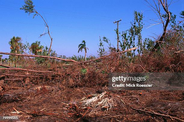 trees hit by hurricane andrew - 1992 fotografías e imágenes de stock