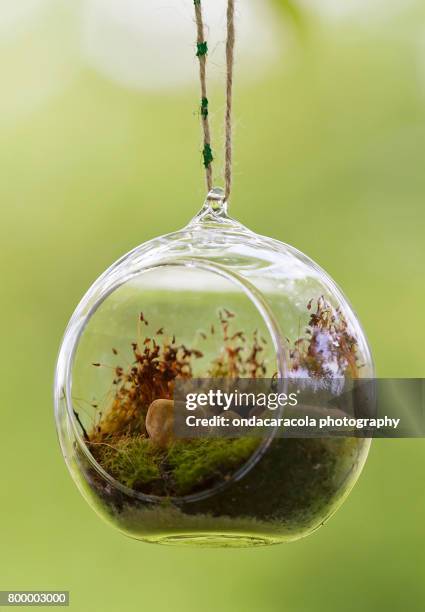 terrarium - terrarium imagens e fotografias de stock