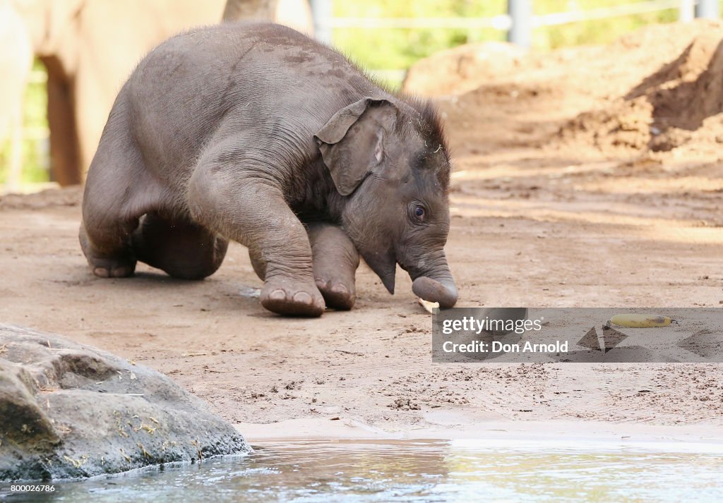 New Elephant Calf Named In Ceremony At Taronga Zoo