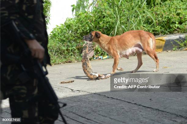 This photo taken on June 22, 2017 shows dog dragging the carcass of a dead cat past a Philippine soldier near the frontline in Marawi on the southern...