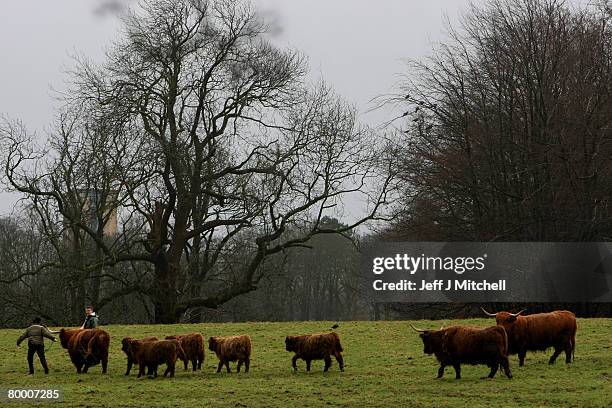 Lorrain Johnston and Matt Auld feed Highland cattle at Pollock Country Park February 26, 2008 in Glasgow, Scotland. The park has been named Europe's...