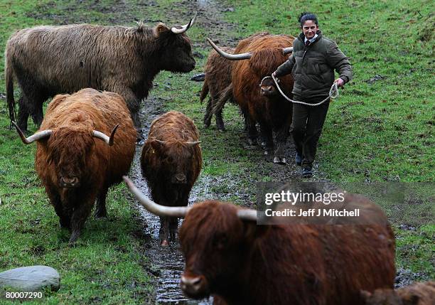 Lorrain Johnston leads Highland cattle through Pollock Country Park February 26, 2008 in Glasgow, Scotland. The park has been named Europe's best...