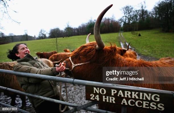 Lorrain Johnston feeds Highland cattle at Pollock Country Park February 26, 2008 in Glasgow, Scotland. The park has been named Europe's best park for...