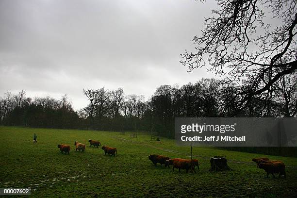 Matt Auld walks ahead of Highland cattle at Pollock Country Park February 26, 2008 in Glasgow, Scotland. The park has been named Europe's best park...