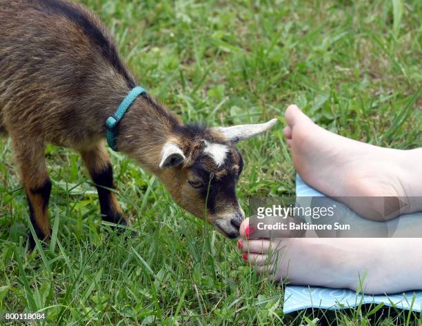 Pygmy goats investigates a toe during goat yoga at Lil' Holler Farm near Westminster June 3, 2017.