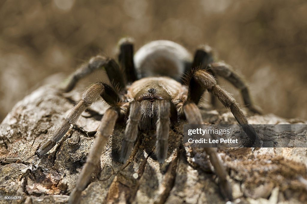 Tarantula Infested Tree Tarantula Crawling Over Tree Branch Photo - Getty Images