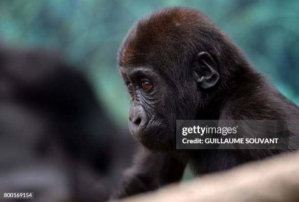 Young gorilla looks at the Beauval Zoo in Saint-Aignan-sur-Cher, central France, on June 23, 2017.