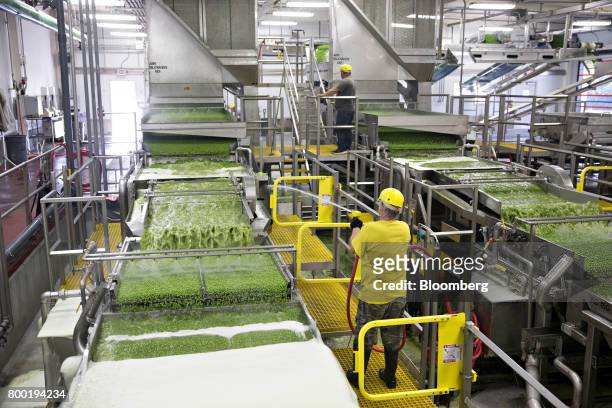 Fresh peas are washed at the Del Monte Foods Inc. Facility in Mendota, Illinois, U.S., on Friday, June 23, 2017. The facility processes approximately...