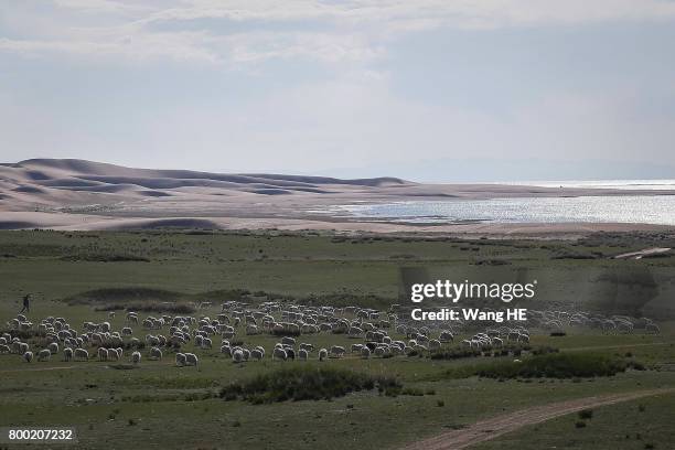 The Herding sheep near Qinghai Lake on June 22, 2017 in Xining of Qinghai Province, China. Qinghai means green lake in Chinese and this is the...