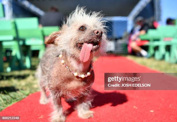 Josie, a Chinese Crested, waits to compete in the World's Ugliest Dog Competition in Petaluma, California on June 23, 2017.