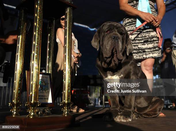 Neapolitan Mastiff named Martha sits next to a trophy after after winning the 2017 World's Ugliest Dog contest at the Sonoma-Marin Fair on June 23,...