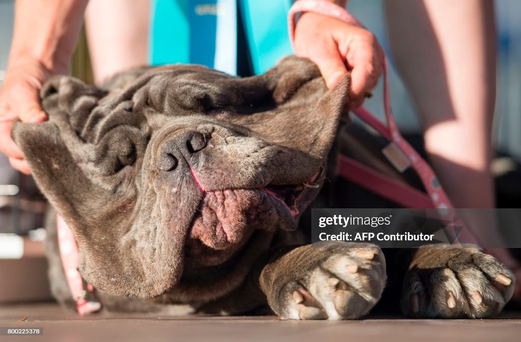 US-ANIMAL-DOG-OFFBEAT