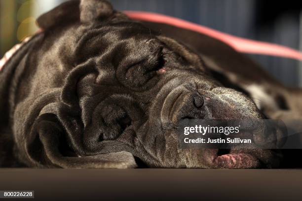 Neapolitan Mastiff named Martha rests on the stage after after winning the 2017 World's Ugliest Dog contest at the Sonoma-Marin Fair on June 23, 2017...