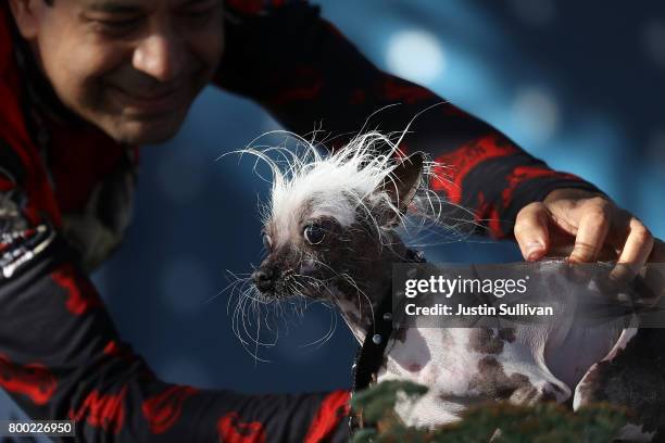 Dane Andrew of Sunnyvale, California, pets his Chinese Crested dog named Rascal during the 2017 World's Ugliest Dog contest at the Sonoma-Marin Fair...