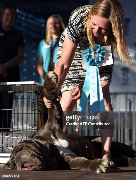 Owner Shirley Zindler helps Martha, a Neapolitan Mastiff, wave to a cheering crowd after winning this year's World's Ugliest Dog Competition in...