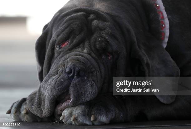 Neapolitan Mastiff named Martha rests on the stage after after winning the 2017 World's Ugliest Dog contest at the Sonoma-Marin Fair on June 23, 2017...
