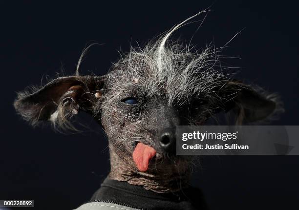 Chinese Crested dog named Chase looks on during the 2017 World's Ugliest Dog contest at the Sonoma-Marin Fair on June 23, 2017 in Petaluma,...