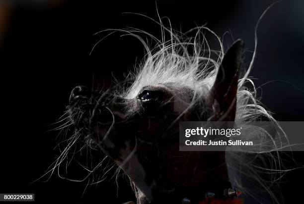 Chinese Crested dog named Rascal looks on during the 2017 World's Ugliest Dog contest at the Sonoma-Marin Fair on June 23, 2017 in Petaluma,...