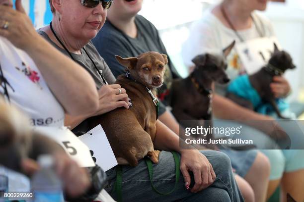Contestants hold their dogs as they wait for the start of the 2017 World's Ugliest Dog contest at the Sonoma-Marin Fair on June 23, 2017 in Petaluma,...