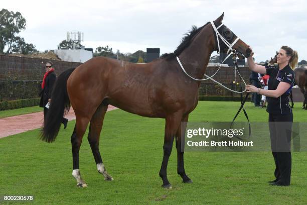 Encosta Line after winning Grampians Region Handicap at Flemington Racecourse on June 24, 2017 in Flemington, Australia.