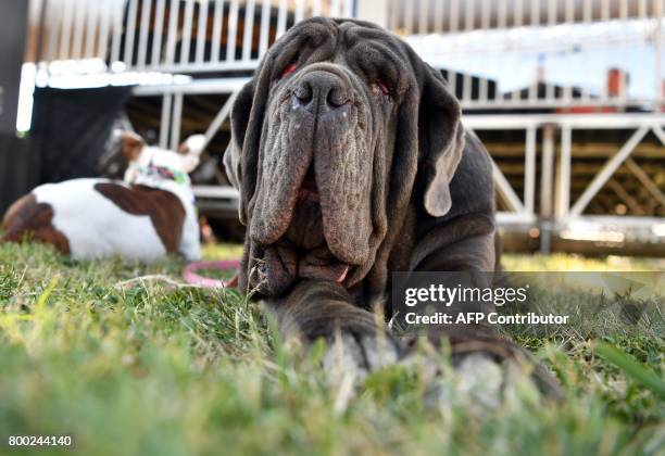 Martha, a Neapolitan Mastiff sits in the grass at The World's Ugliest Dog Competition in Petaluma, California on June 23, 2017. Martha won the...