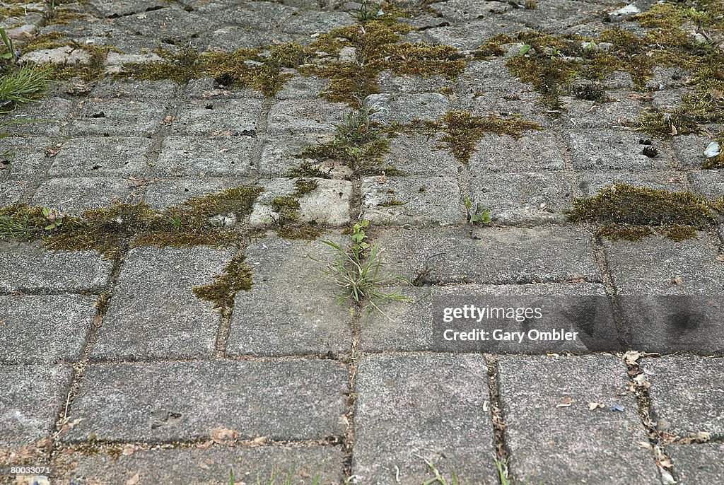 Brick work floor drive with weeds growing through the cracks