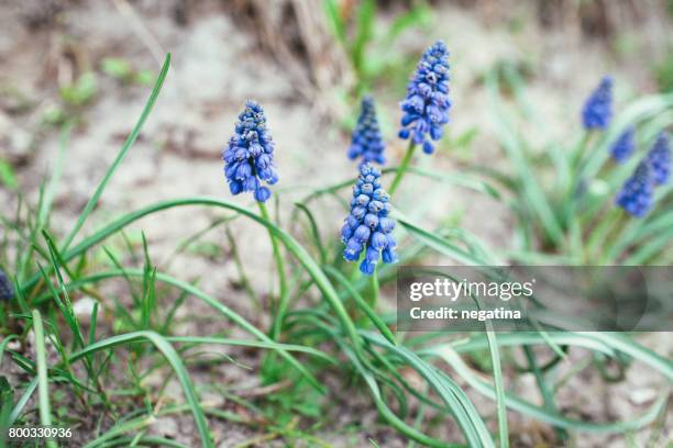 a flowerbed of beautiful blue muscari flowers blossoming in spring - muscari armeniacum stock pictures, royalty-free photos & images