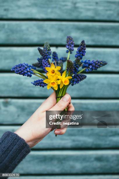 young woman holding beautiful bouquet of tiny spring flowers - muscari and daffodils on the blue wooden background - グレープヒヤシンス ストックフォトと画像